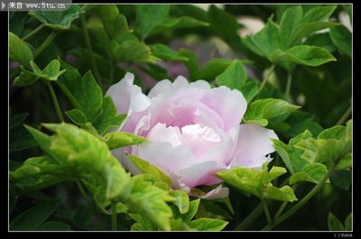 粉色牡丹花圖片鑒賞 原創(chuàng)鮮花圖片稀有高精素材來(lái)襲