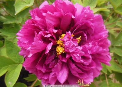 牡丹花開(kāi)時(shí)節(jié)動(dòng)京城