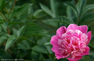 花開(kāi)時(shí)節(jié)動(dòng)京城 牡丹的華美與芳魂