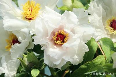 早春不如賞牡丹，舌尖不過(guò)薺菜脂