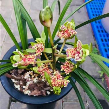 蕙蘭精品牡丹奇花 雙苗三芽牡丹鮮花，綻放春日的絕美奇景