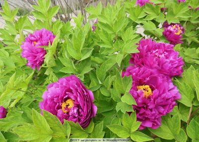牡丹花開(kāi) 國(guó)色天香的視覺(jué)盛宴