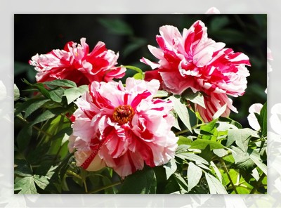 北京植物園·牡丹花開 國色天香映京華