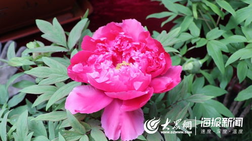 新春走基層⑧ 巧用“催花術” 助力鄉村振興，菏澤牡丹在全國“爭春”的故事